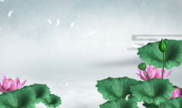 莲花视频,探寻东方美学与智慧之光